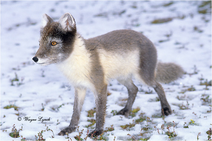 Arctic Fox 118 by Dr. Wayne Lynch &copy;